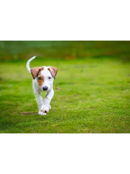 Another shot of the indie pup on the move, tail held high and a happy look on his face.