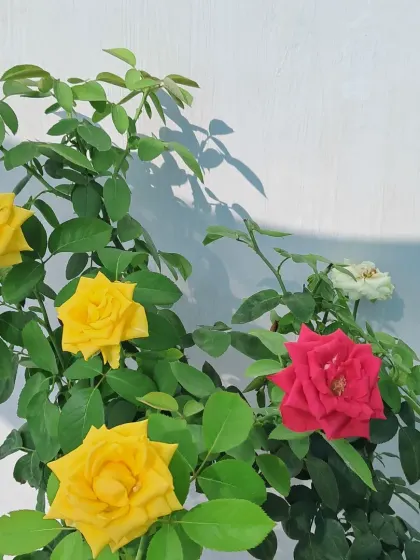 Another view of my multi-grafted rose bush. It's a real conversation starter in the garden.