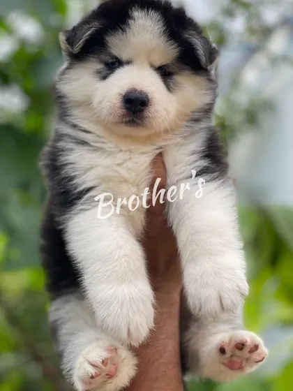 Look at the paws on this little guy. This black and white woolly coat puppy is going to be a big, beautiful dog.