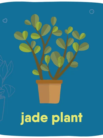 The Jade Plant is another succulent that is toxic to dogs and cats, causing vomiting and a slowed heart rate if consumed.