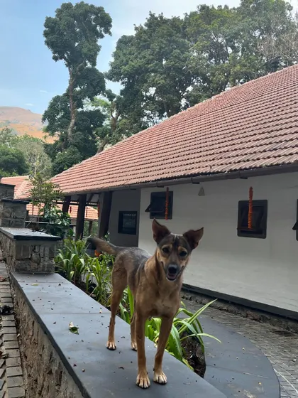 A four-legged friend enjoying the new Coorg holiday home, which is designed to be a part of its natural environment.