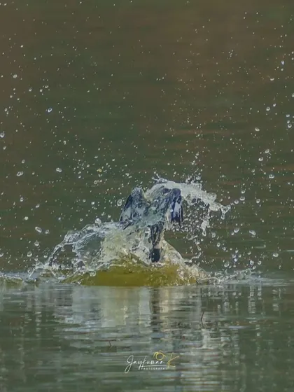 A duplicate shot of the kingfisher's dive, showing the water erupting as the bird hunts. This kind of dynamic imagery is ideal for illustrating the force of nature.