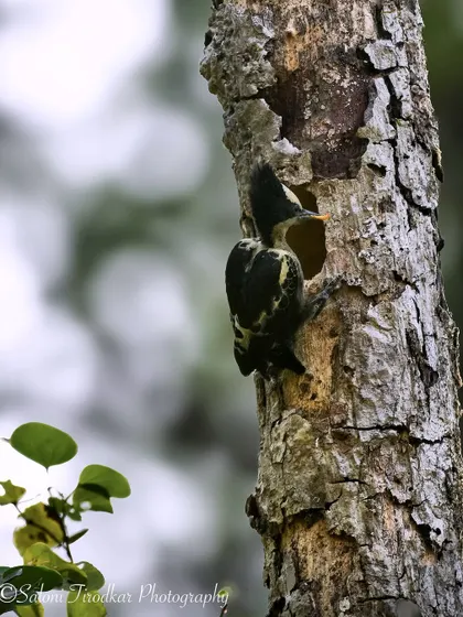 A Heart-spotted Woodpecker, named for the heart-shaped spots on its back. This unique and beautiful bird was photographed at Karnala Bird Sanctuary.