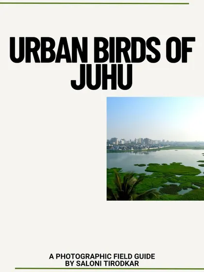 The cover of my book, "Urban Birds of Juhu." This project started during lockdown and grew into a comprehensive field guide to the 121 bird species in my neighborhood.
