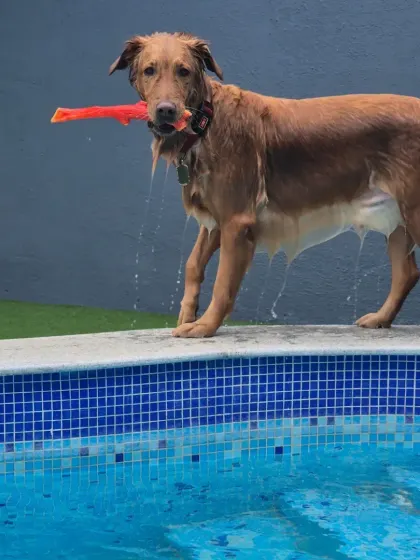 After a refreshing swim, this happy Golden Retriever is ready for more fun, toy in mouth. The area around our pool is safe and non-slip, perfect for post-swim zoomies.