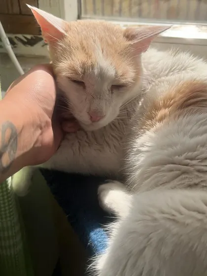 Kaju enjoying some quality cuddle time in a sunbeam. I'm always available for a quick snuggle session.