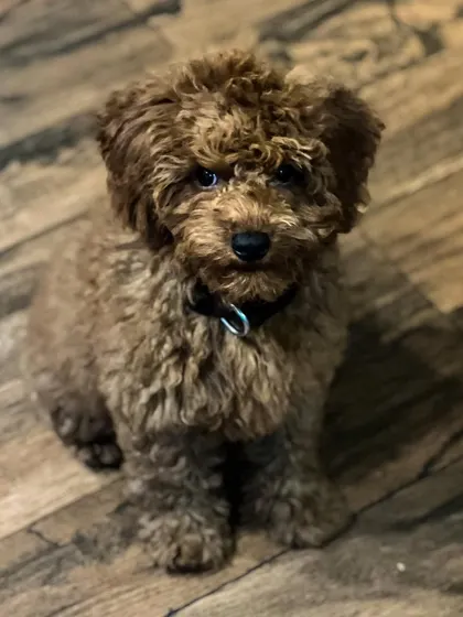 This is Milan, an adorable Poodle mix puppy. My training methods are adapted for all breeds, sizes, and temperaments, ensuring every dog gets the personalized guidance they need.