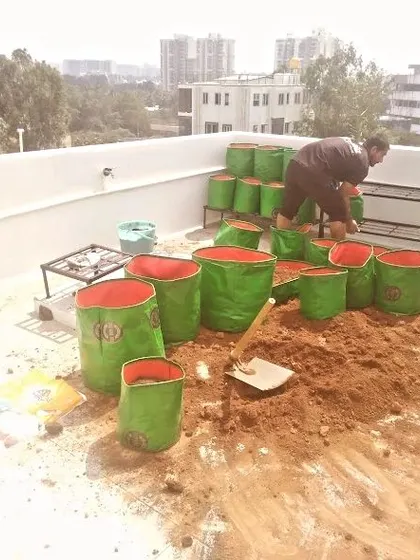 Setting up a terrace garden using large grow bags. My team is preparing the soil mix, getting ready to plant vegetables or flowers on a sunny rooftop in Bangalore.