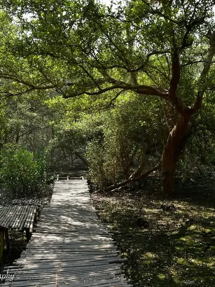 A peaceful walkway through the mangrove forest at Bhandup Pumping Station. Mangroves are vital ecosystems that protect coastlines and support immense biodiversity.