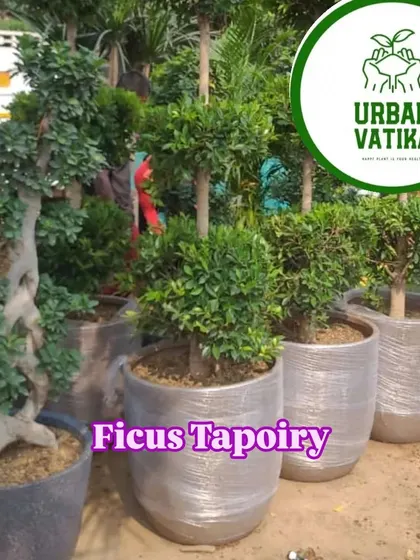 Ficus topiary trees, shaped into balls on a stem, ready for a formal garden setting.