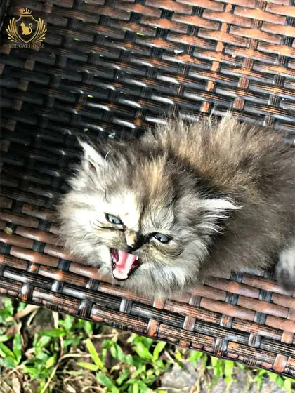 This little one is telling us it's time for a snack! Capturing these expressive moments, like a big yawn or a tiny meow, is one of our favorite things. It’s all part of the attitude that makes each kitten unique.