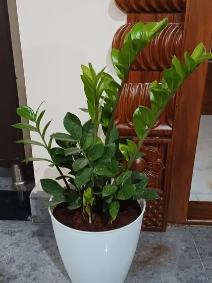 The ZZ Plant (Zamioculcas zamiifolia) is another excellent low-maintenance choice. Its glossy, dark green leaves bring a touch of the tropics indoors, shown here in a simple white pot.