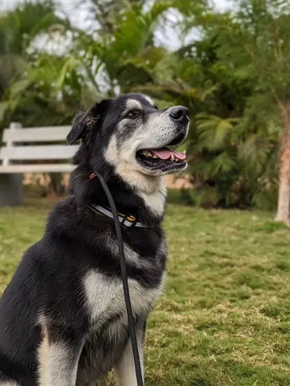 A portrait of a happy and fulfilled dog. Gouda's regular visits for daycare and training have helped him become a well-behaved and balanced companion.