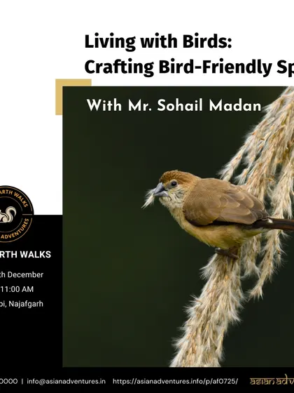 A Scaly-breasted Munia gathering nesting material. This image promotes our "Living with Birds" workshop, where you learn to create habitats that support the entire lifecycle of birds.