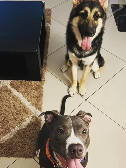 Lilly and her sister Luna, happy and healthy. Her family was patient and gave her the time she needed to settle in. Adoption truly changes lives for the better.