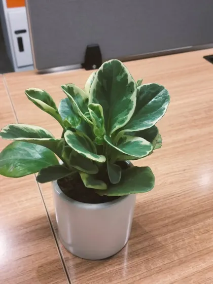A close-up of the Peperomia obtusifolia variegata in a clean, white ceramic pot. It's a compact plant, making it perfect for small spaces or as part of a larger plant arrangement.