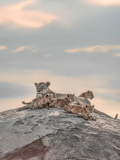 There's a universal language of love, and you can see it here as this lioness watches over her cubs. It’s a moment of pure trust and tranquility amidst the wildness of the Serengeti. This print brings that feeling of warmth, family, and peaceful connection into your space.