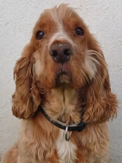 A sleepy Cocker Spaniel. Their long ears and sad eyes are just adorable.