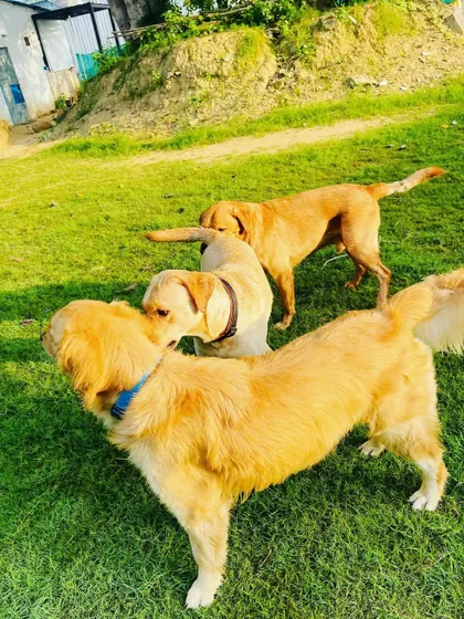 The art of the butt sniff. This is how dogs introduce themselves and make friends. It's a vital part of their communication, and we encourage these healthy interactions in our supervised playgroups.