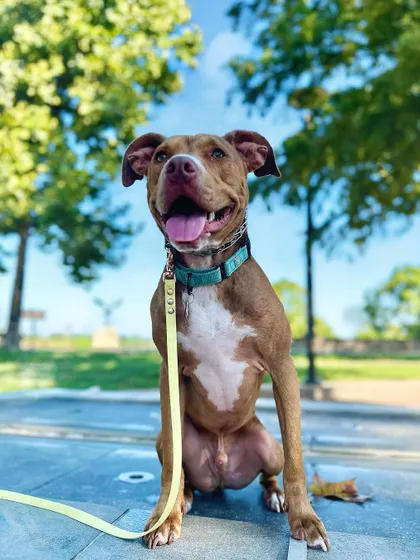Lazlo loves people, including kids, and has gotten along with both big and little dogs. He's a big fan of snuggles and car rides.