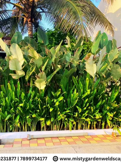 Layered planting using broad-leafed plants like Bird of Paradise creates a tropical and lush feel, adding texture and depth to this villa's garden.
