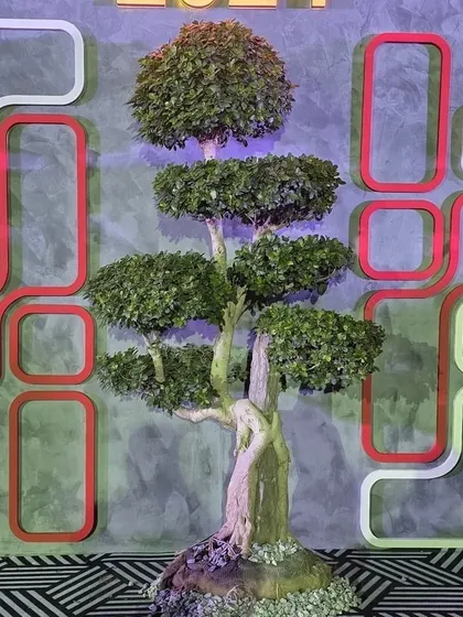 Another one of my beautiful, multi-tiered Bonsai trees showcased against a modern, graphic backdrop at the FOAID exhibition.