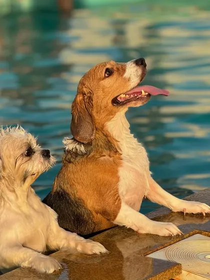 Two buddies hanging out by the edge of the pool. It's a great place for dogs to socialize and make new friends.