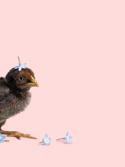 For August, we had this adorable chick with a tiny flower on its head. It's the small, whimsical details that make these campaign photos so special and effective at spreading joy and encouraging donations.