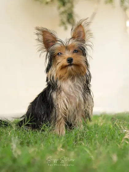 A portrait of Yuki, a tiny Yorkshire Terrier, sitting gracefully on the grass, a tribute to a small soul who left a big impact.