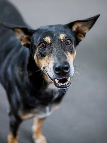 A happy, smiling street dog looking right at the camera. This photo dispels myths about street dogs being unfriendly; with a little kindness, their loving personalities shine.