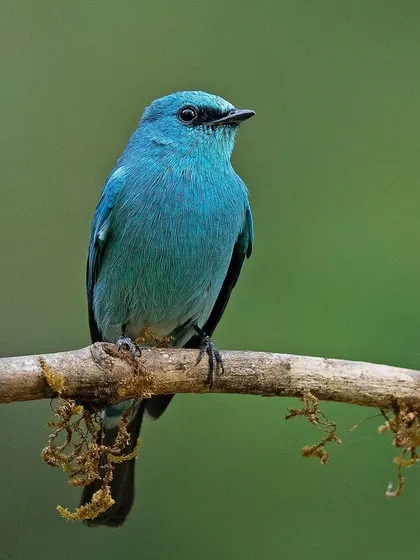 A Verditer Flycatcher, known for its stunning turquoise plumage.
