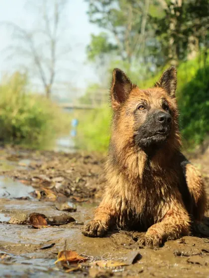 A German Shepherd takes a joyful break from his family portrait session to cool off and play in a muddy stream.