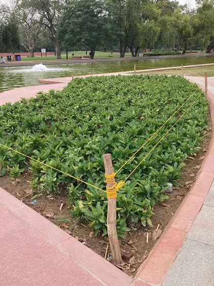 This image shows the initial stage of a large-scale planting project in a public space. Proper soil preparation and layout are crucial first steps to ensure a healthy and beautiful garden bed.