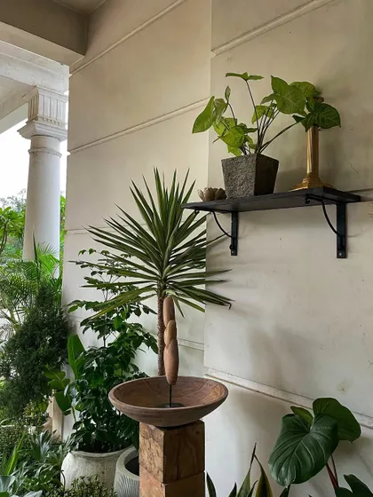 A quiet corner on the set, featuring a Yucca plant and a Syngonium on a shelf. Even small plant details contribute to the overall atmosphere of a space.