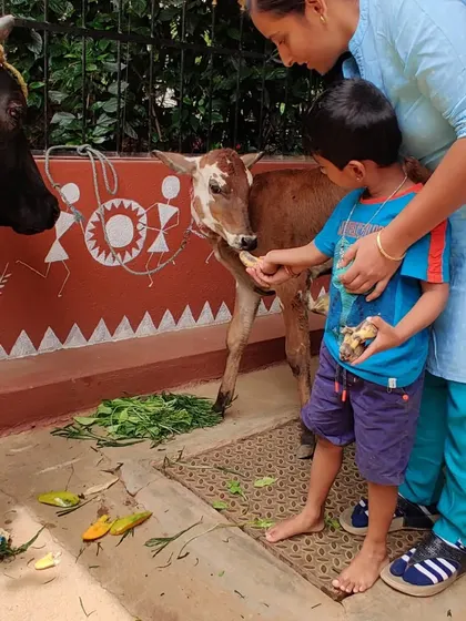 A child, with a little help, offers food to a calf. These gentle interactions teach children about caring for animals and help them overcome any initial fears, building empathy and confidence.