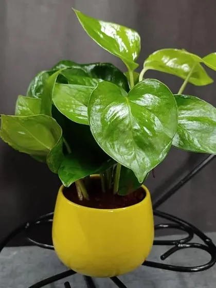 A lush Money Plant (Pothos) in a cheerful yellow ceramic pot, displayed on a decorative plant stand. This is a complete and ready to go gift option.