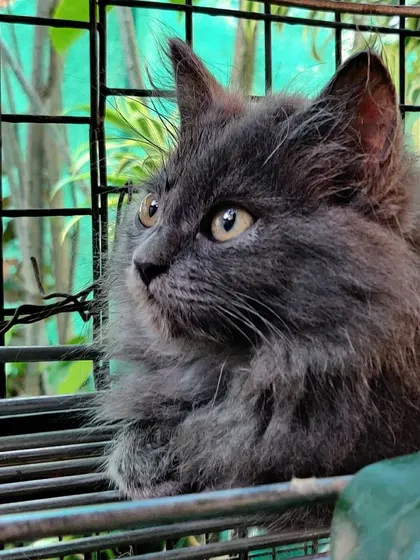 A beautiful grey cat looking alert and curious from a perch inside the secure catio. The open-air design provides lots of fresh air and interesting sights.