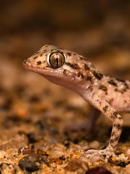 A full-body macro shot of a desert gecko, showing its delicate feet and alert posture on the sandy ground.