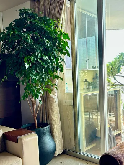 A lush China Doll (Radermachera sinica) plant in a dark pot adds height and dense greenery to this living room. It's a versatile plant that can thrive indoors in a brightly lit spot, making it great for highlighting corners.