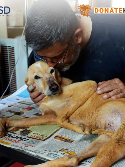 Rakesh Shukla comforts an injured dog during treatment. This is the compassion that drives VOSD, and your donation is the fuel that keeps it going.