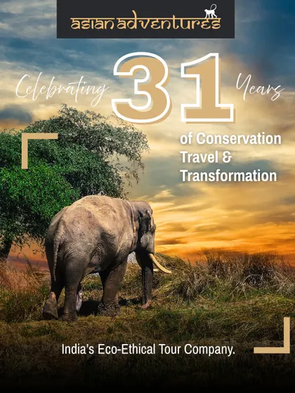 An image of a majestic elephant marking our 31st anniversary. For three decades, we have been committed to eco-ethical travel that supports conservation and empowers local communities.