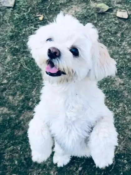 A trio of fluffy white dogs, including Lhasas and a mix, posing for the camera.