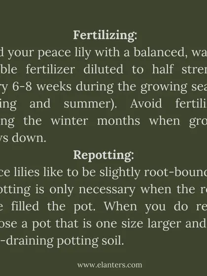 Peace Lily Care Part 4: Fertilizing and Repotting. Feed with a diluted fertilizer every 6-8 weeks in spring and summer. Only repot when the roots have filled the pot, choosing a slightly larger container.