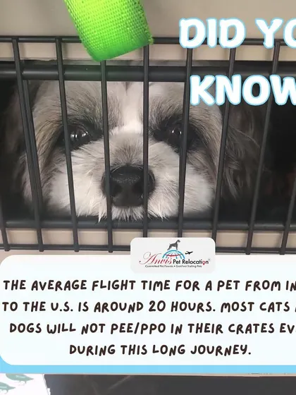Did you know the average flight time for a pet from India to the U.S. is around 20 hours? Most healthy cats and dogs will naturally hold it and not soil their crates, even during this long journey.