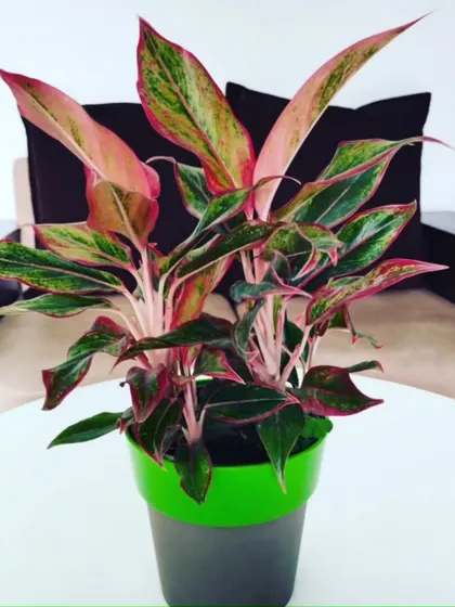 A vibrant pink and green Aglaonema (Chinese Evergreen) in a two-tone pot. This colorful plant is not only stylish but also very effective at cleaning the air.