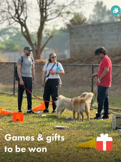 Participants engage in games and activities during our festive Christmas meetup at The Pawsome Camp.