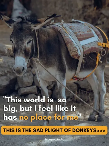 This is the sad plight of donkeys in India. They are often seen as having no place in this world, exploited and abused until they are no longer useful.