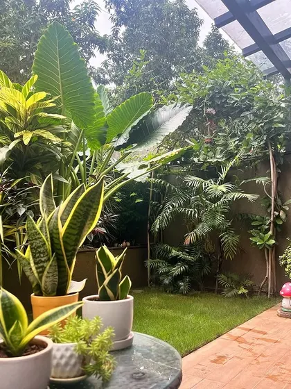 Garden goals! This beautiful backyard is a testament to the client's dedication. The mix of snake plants, a traveler's palm, and flowering shrubs creates a stunning and diverse landscape.