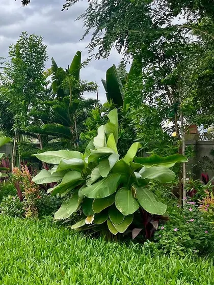 This image highlights our use of diverse plant forms, from the broad leaves of the Japanese Banana to the fine texture of Buffalo Grass, creating a rich and ecologically functional landscape.