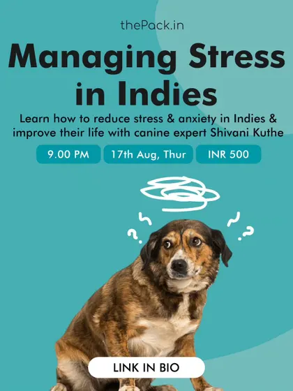 Indie dogs can sometimes come with unique stress triggers due to their past experiences. This is a promotion for my specialized masterclass on managing stress in Indies, where we explore their specific needs and how to improve their quality of life.